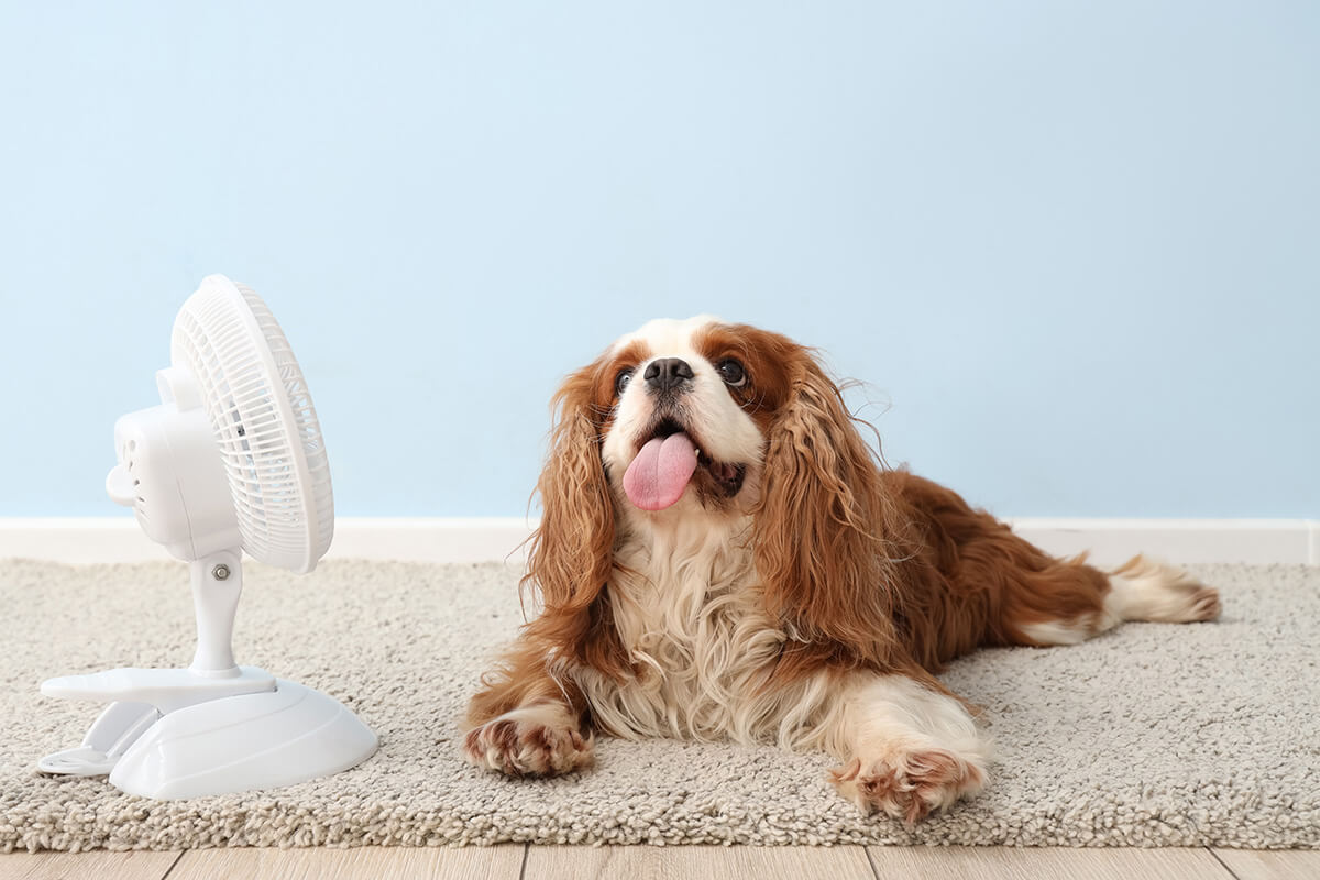 dog and electric fan dog and electric fan